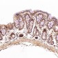 Anti-GATA3 Rabbit Monoclonal Antibody